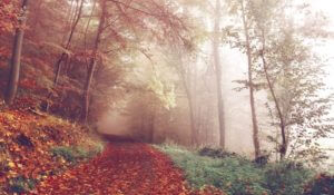 Poems for the Path